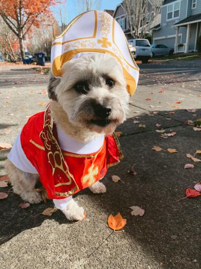 Pope shop dog costume