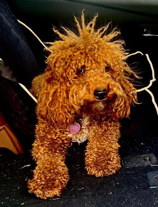 Pumpkin the mini doodle redhead is 1 year 4 months