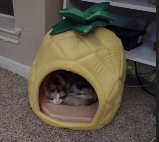 Pineapple 2024 cat bed