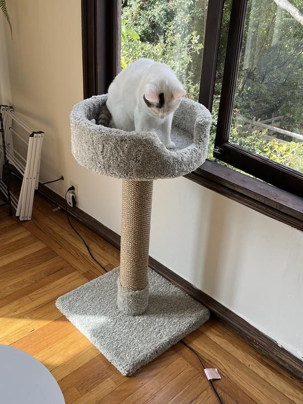 ROYAL CAT BOUTIQUE 35-in Cat Scratching Post, Neutral - Chewy.com