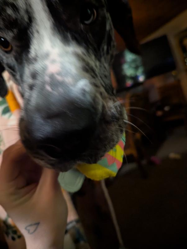 My dog wanted to chew 'er up