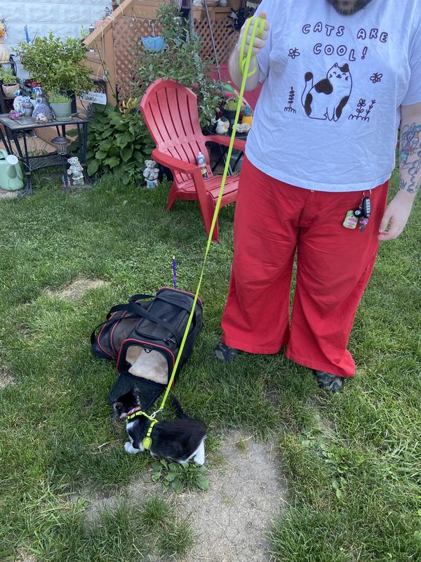 Kitten wearing harness and leash combo.