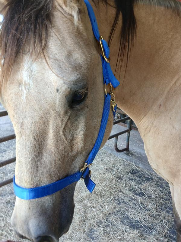 Slim, our Quarter horse gelding wearing his new, blue halter.