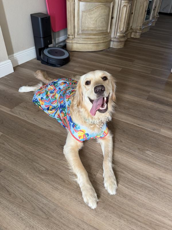 FRISCO Ruffle Hem Dog & Cat Dress, Tropical Palms, X-Large - Chewy.com