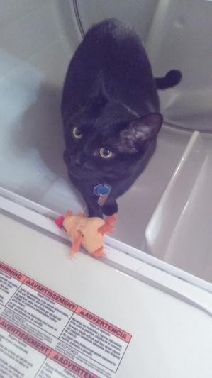 Shadow finds his chicken in the dryer...yep, he gets it out himself.