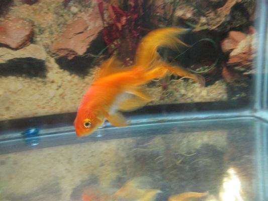 My 8 year old comet, Goldie.