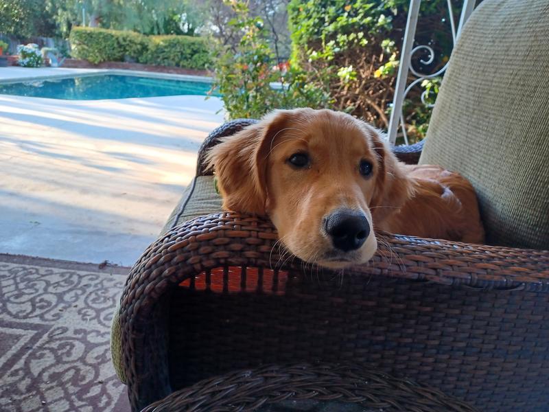 MONSTER K9 DOG TOYS Indestructible Flying Disc Dog Toy