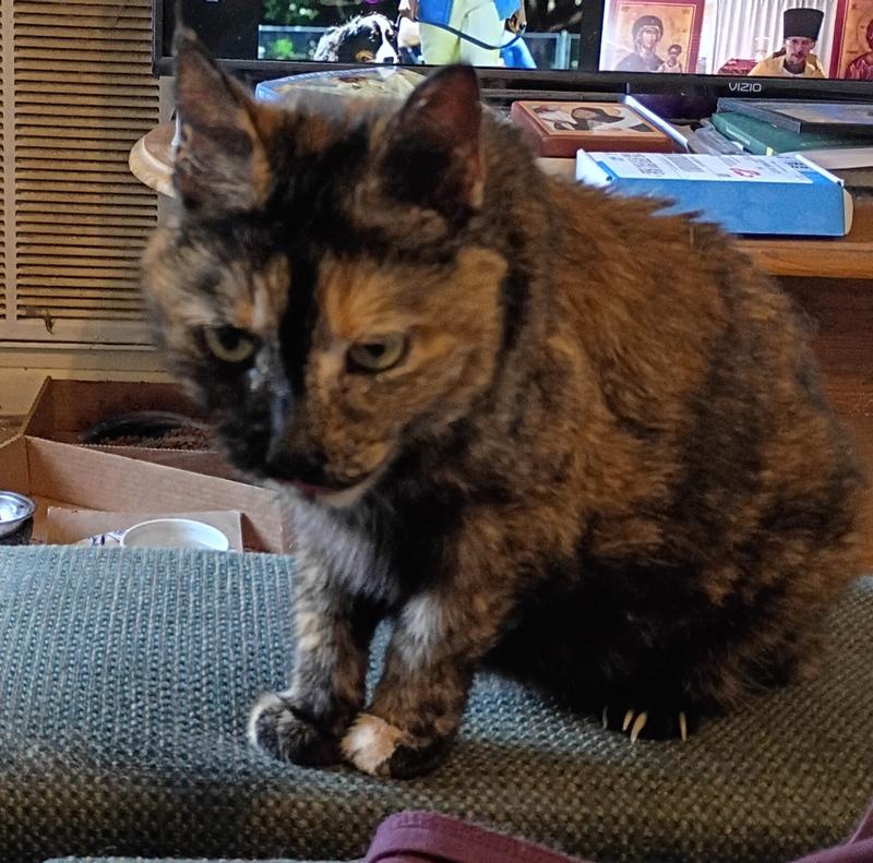 Gina is my delicate old girl with CH