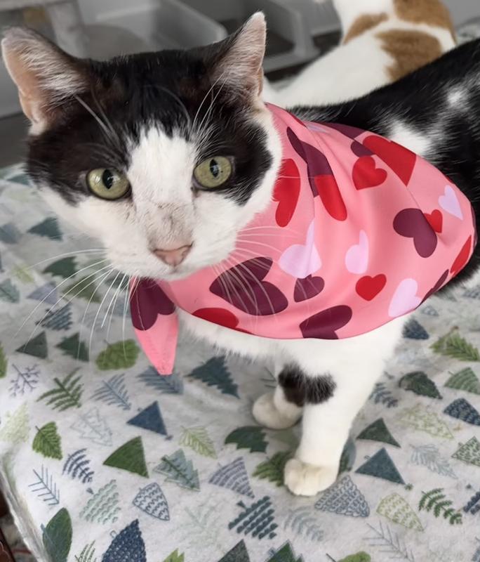 My cats looked adorable in this bandana