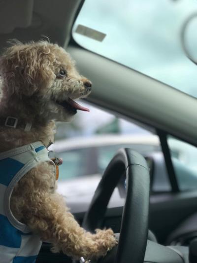 Baby driving in one of her summer dresses from Chewy