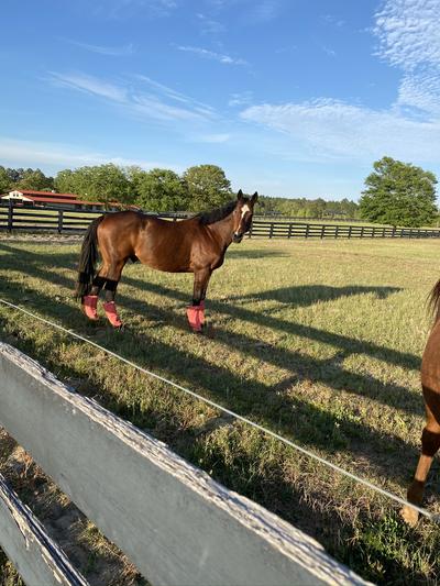 DAC Bloom Coat Care & Weight Gain Powder Horse Supplement, 40-lb bucket ...