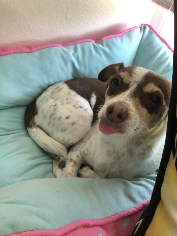 Sweet Pea is missing 22 teeth so her tongue sticks out most of the time.