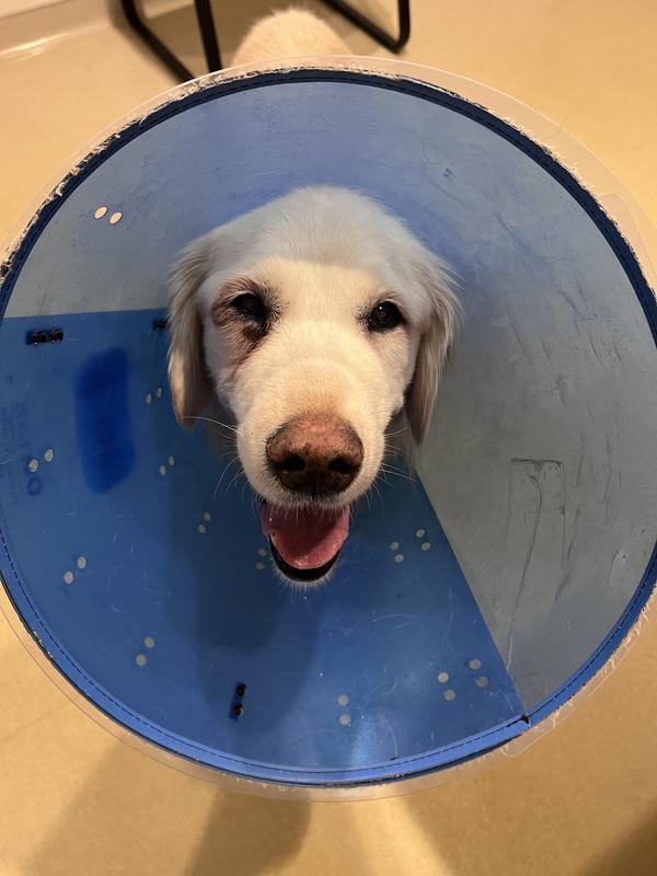 Sally cleaned up with DOG wipes