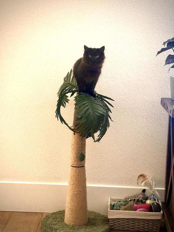 Kitten on top of palm tree post