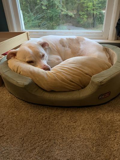 K&H Pet Products Sleepy Nest Pet Bed, Sage