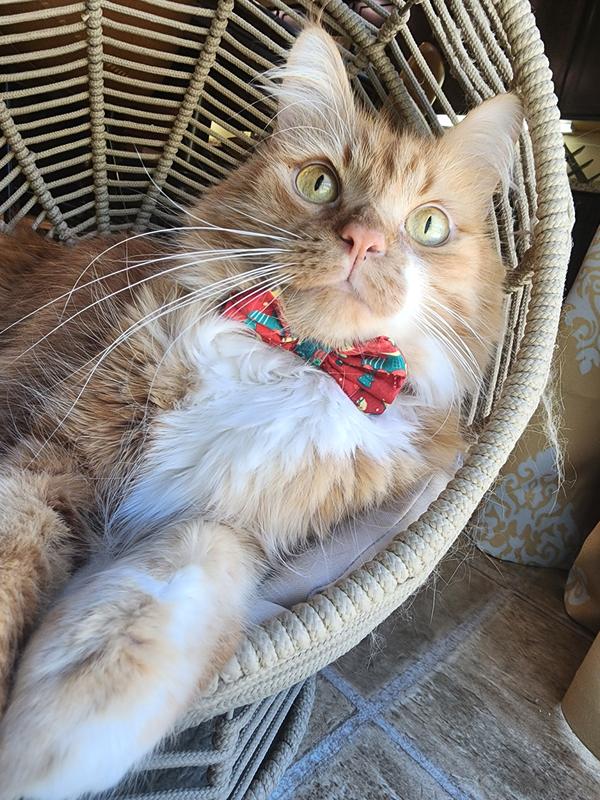 Frisco Dog & Cat Bow Collar Slider, 2 pack