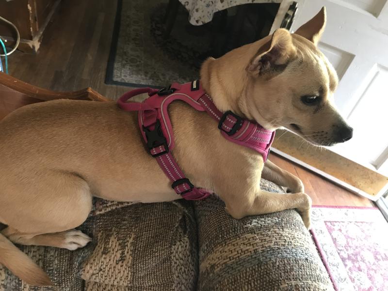 Lola loves it!
