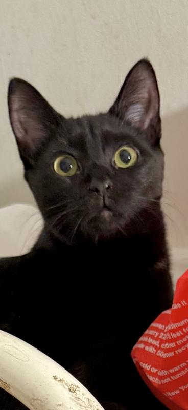 Finicky Scooby approves