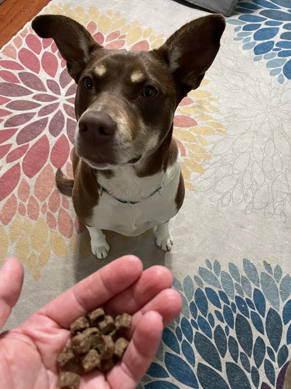 Perfect size for training and other enrichment activities