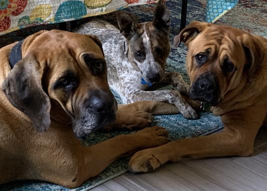 We Love Liver - and CHEWY!