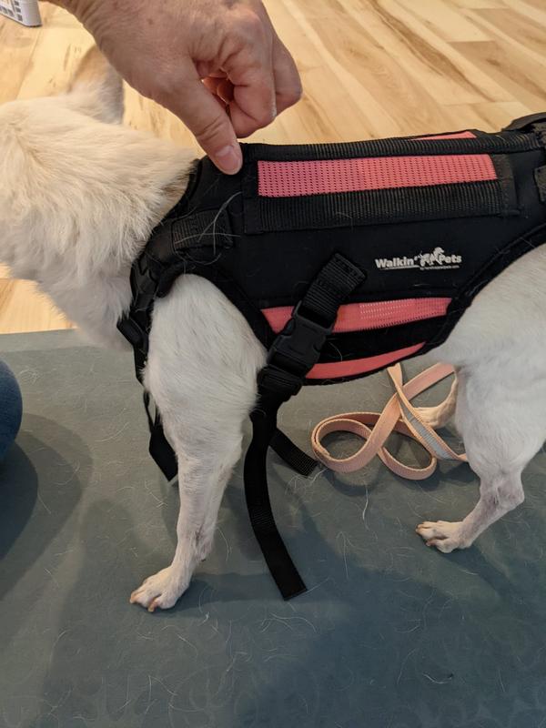 Front neck/chest piece is too big. Abdomin velcro is tight.