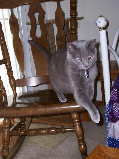 Merlin, hurrying for dinner