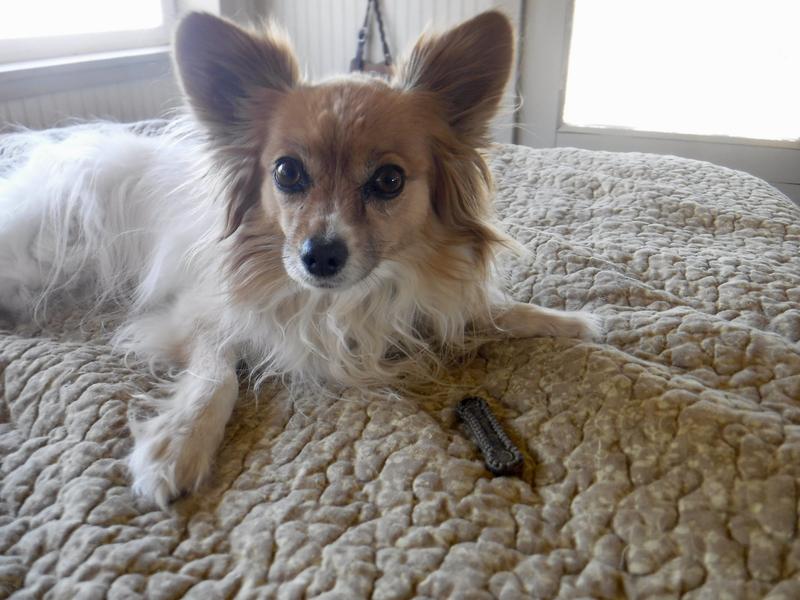 Mattie-K8 prefers to carry her Jiminy's Dental treat around and "guard" it from the other dogs before eating it.