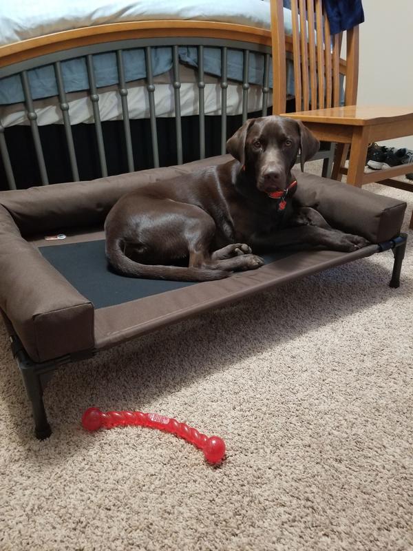 Bolster dog outlet cot