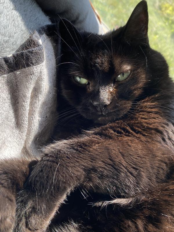 Noodle giving attitude at our attempts to feed her well