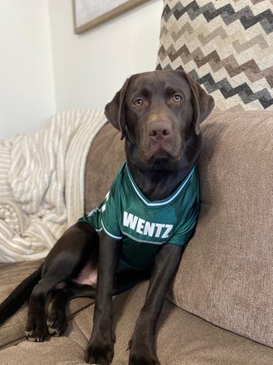 Discontinued PETS FIRST Carson Wentz Dog Jersey X Small Chewy