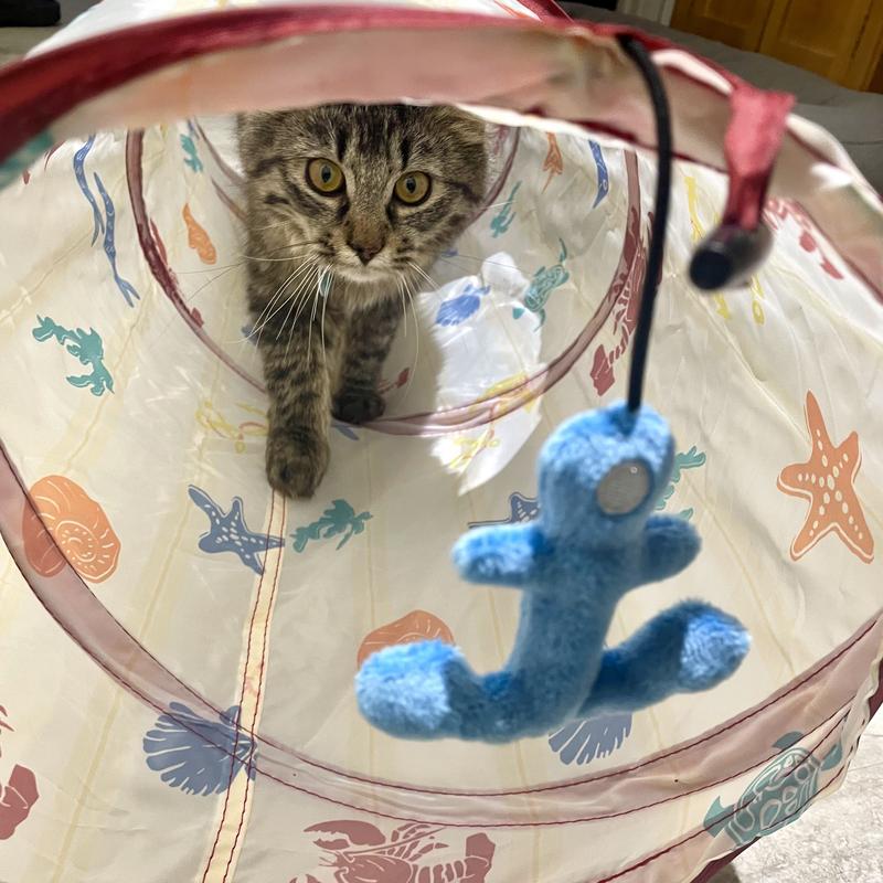 Patches in tunnel behind hanging toy.