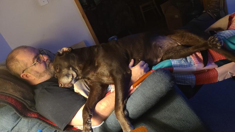 Roxy our loveable lap lab.