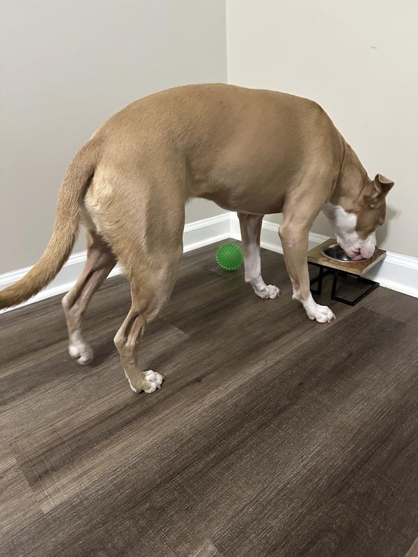 She’d be liking her lips, liking the bowl, and even coming back to it to see if any she missed anything. She also gets extra excited when it’s time to eat her meals now. It’s wild!