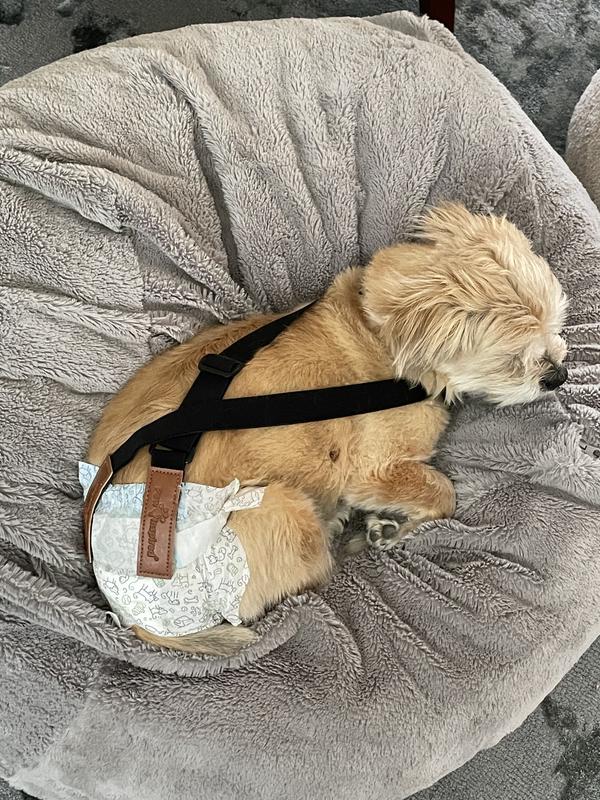 PAW INSPIRED Dog Diaper Suspenders reviews Chewy