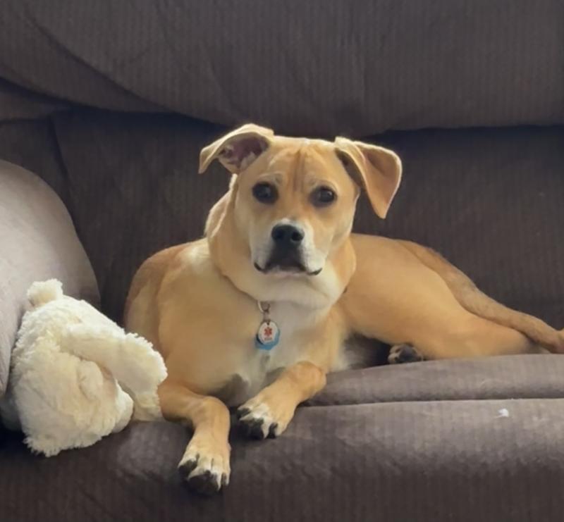 Milo 9 months old