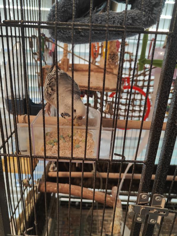 As is, these pellets are too big for Pepper the parakeet.