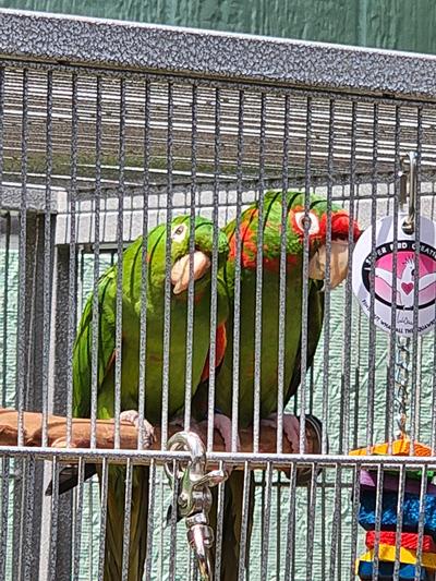 Mitred conure pair