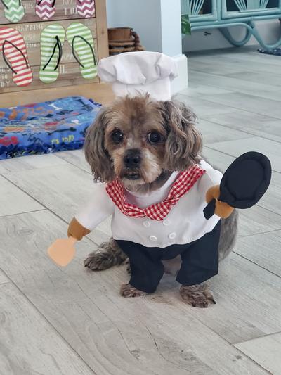 Dog chef outlet costume