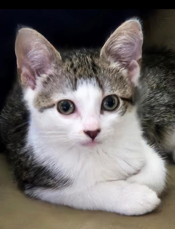 Willow was found running down the middle of the street as a 7 week old kitty late at night. She was looking for me!