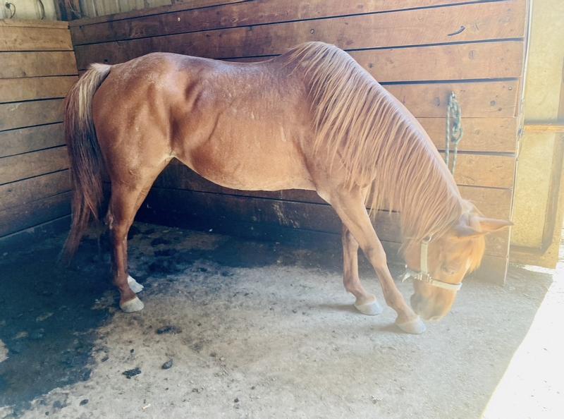 My happy, healthy Cavalor girl Ginger!!