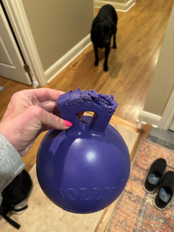 JOLLY PETS TugnToss Dog Toy, Purple, 10in