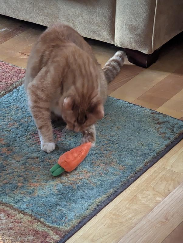 Binx enjoying the new toy