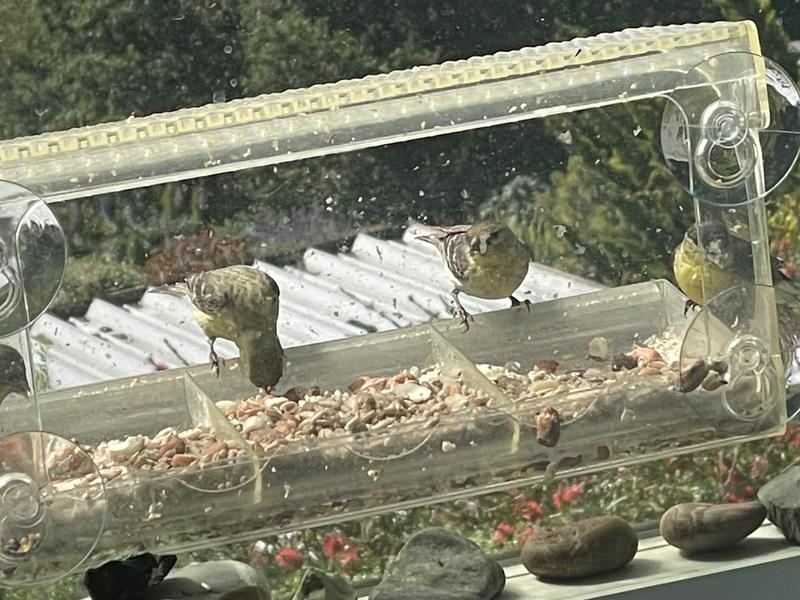 Small contingent of all of my birds. They give me joy💕