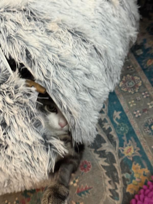 Favorite spot for sneak attacks