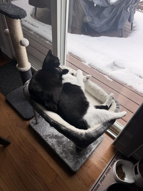 Double trouble, double snuggles🐾🐾💖💙