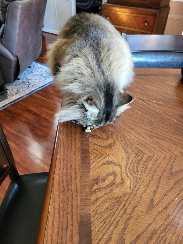 Zoe enjoyed and did better with the vacuum.