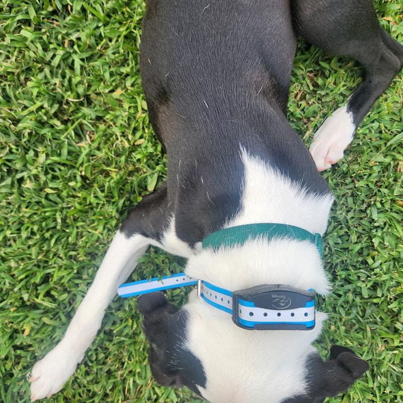 SPORTDOG Replacement Strap Dog Collar, Grey, 3/4in