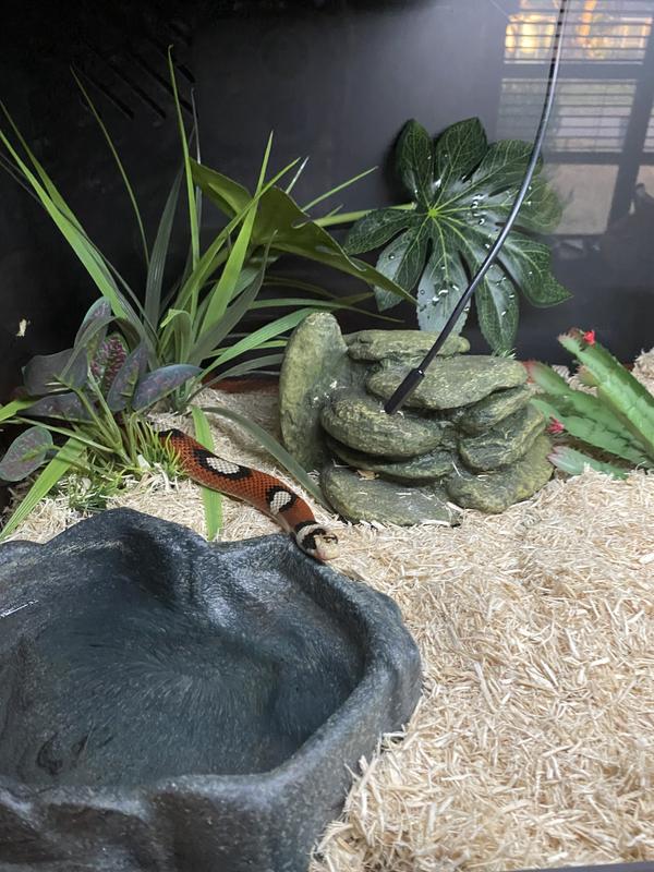 EEK a Boo ❤️🤍🖤