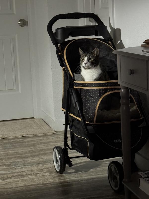 Cat ready for a stroll in the park