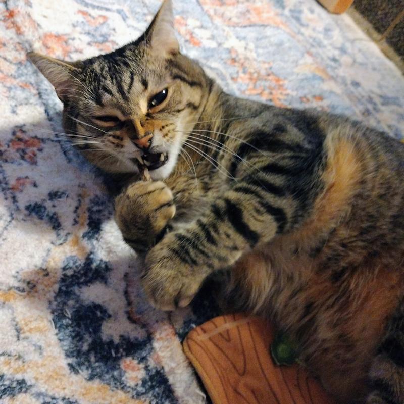 Dre's love for silvervine sticks , his teeth look amazing. I adore him.